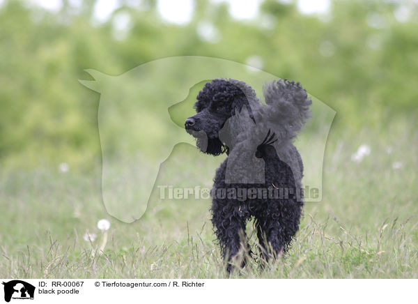 schwarzer Pudel / black poodle / RR-00067