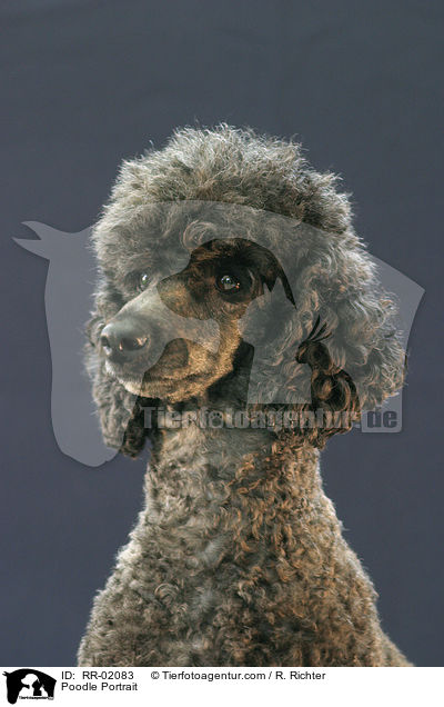 Pudel / Poodle Portrait / RR-02083