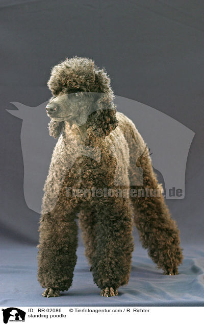 stehender Pudel / standing poodle / RR-02086