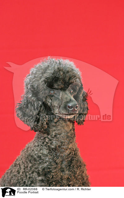 Pudel / Poodle Portrait / RR-02088