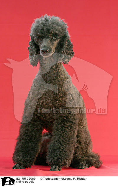 sitzender Pudel / sitting poodle / RR-02089