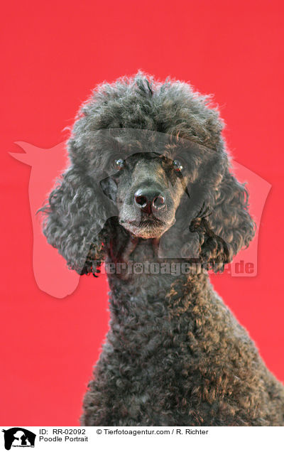 Pudel / Poodle Portrait / RR-02092