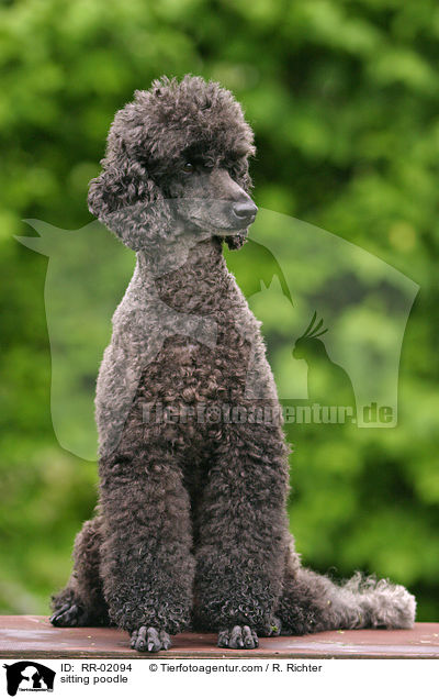 sitzender Pudel / sitting poodle / RR-02094