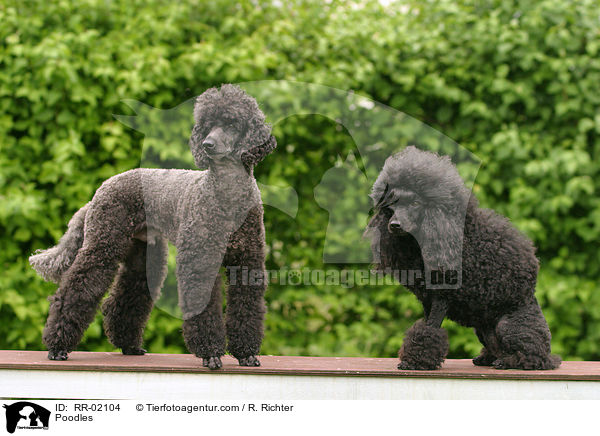 Pudel / Poodles / RR-02104