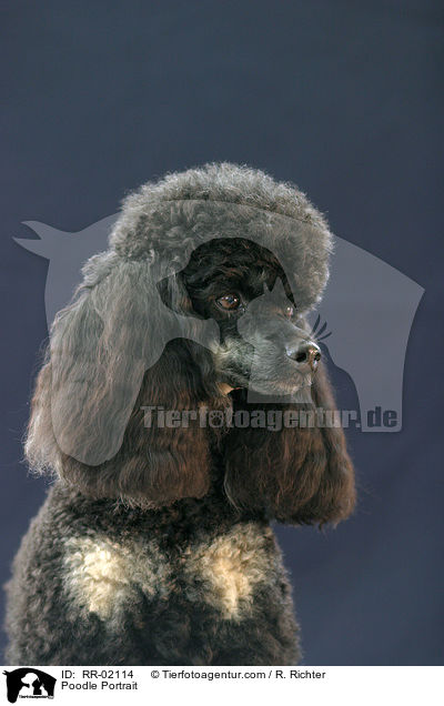 Pudel / Poodle Portrait / RR-02114