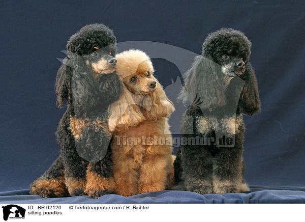 sitzende Pudel / sitting poodles / RR-02120