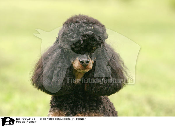 Pudel / Poodle Portrait / RR-02133