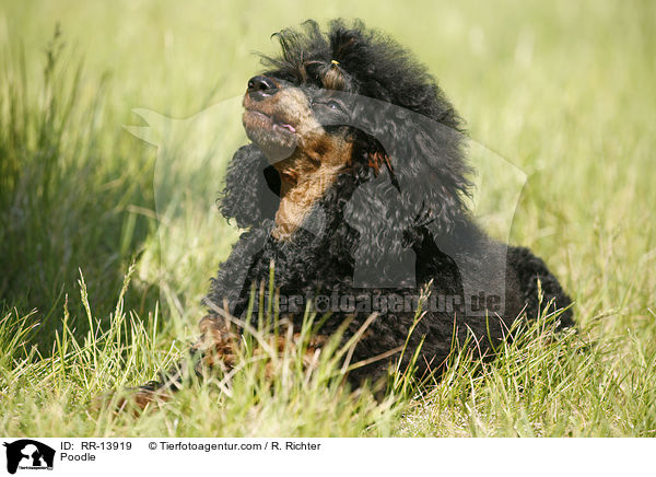 Poodle / RR-13919