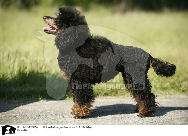 Pudel Dame / Poodle / RR-13924