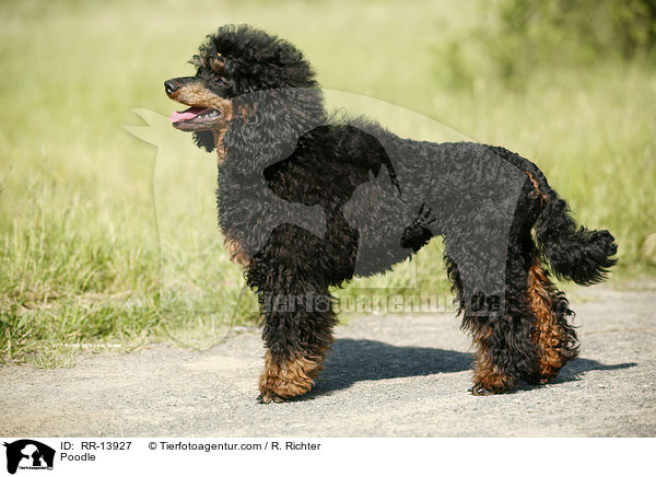 Poodle / RR-13927