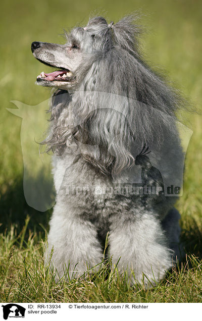 Silberpudel / silver poodle / RR-13934