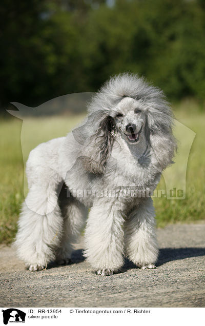 Silberpudel / silver poodle / RR-13954