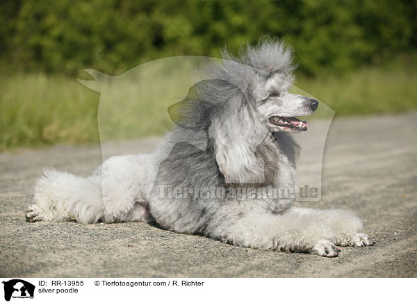 Silberpudel / silver poodle / RR-13955