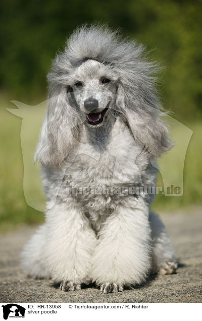 Silberpudel / silver poodle / RR-13958