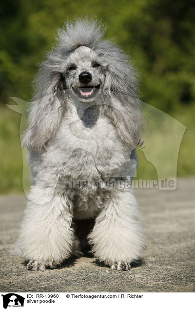 Silberpudel / silver poodle / RR-13960