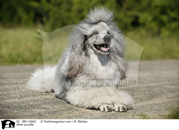 Silberpudel / silver poodle / RR-13962