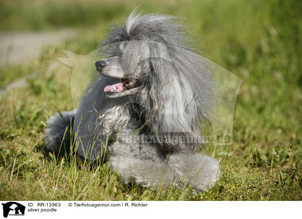 Silberpudel / silver poodle / RR-13963