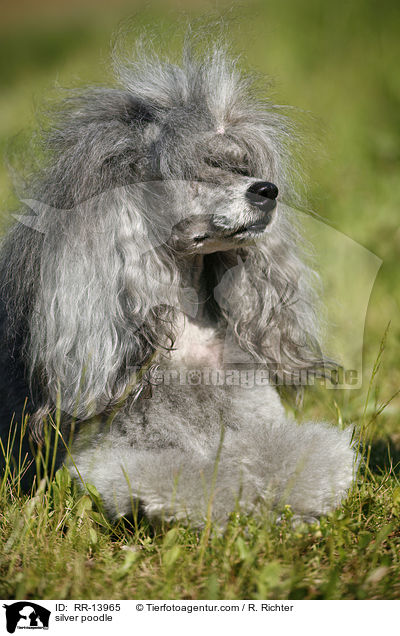 Silberpudel / silver poodle / RR-13965