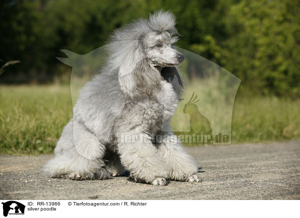 Silberpudel / silver poodle / RR-13966