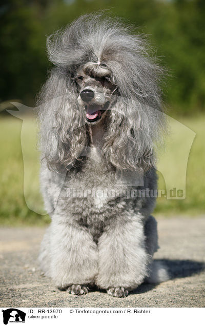 Silberpudel / silver poodle / RR-13970