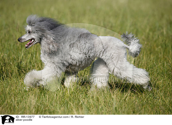 Silberpudel / silver poodle / RR-13977