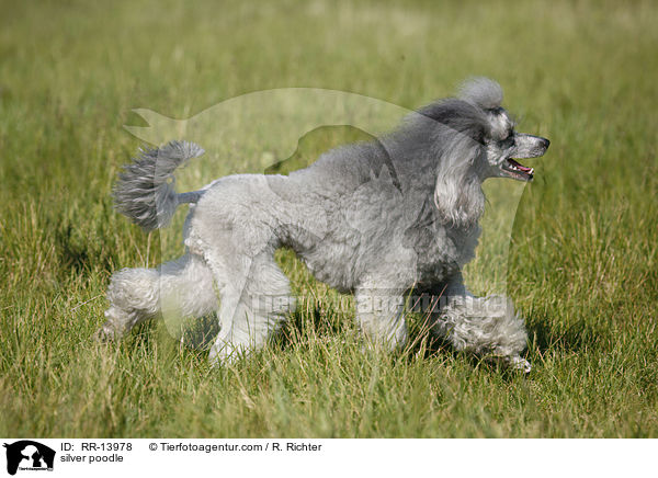 Silberpudel / silver poodle / RR-13978