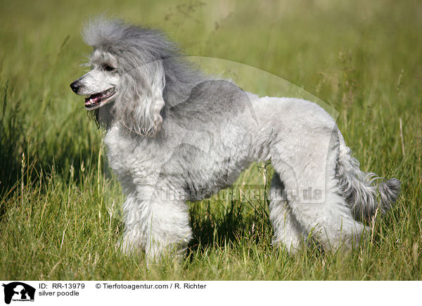 Silberpudel / silver poodle / RR-13979