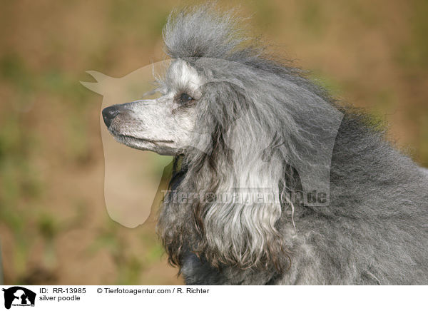 Silberpudel / silver poodle / RR-13985
