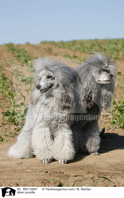 Silberpudel / silver poodle / RR-13987