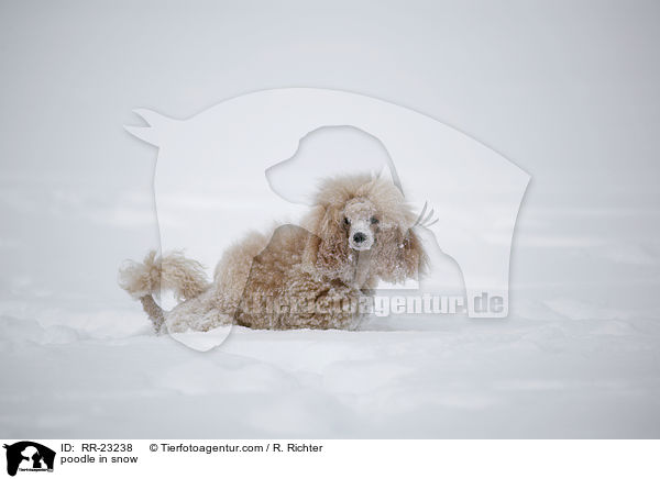 Kleinpudel im Schnee / poodle in snow / RR-23238