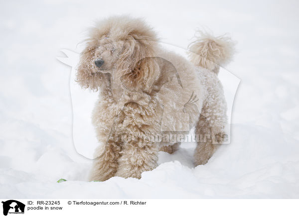 Kleinpudel im Schnee / poodle in snow / RR-23245