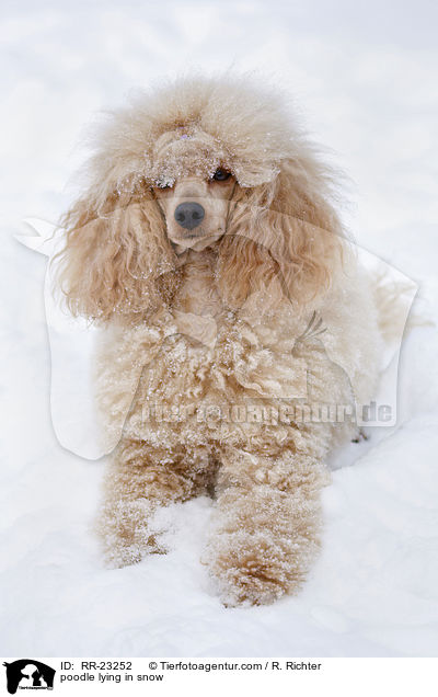 Pudel liegt im Schnee / poodle lying in snow / RR-23252