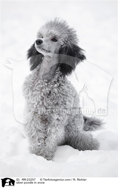 Silberpudel im Schnee / silver poodle in snow / RR-23257