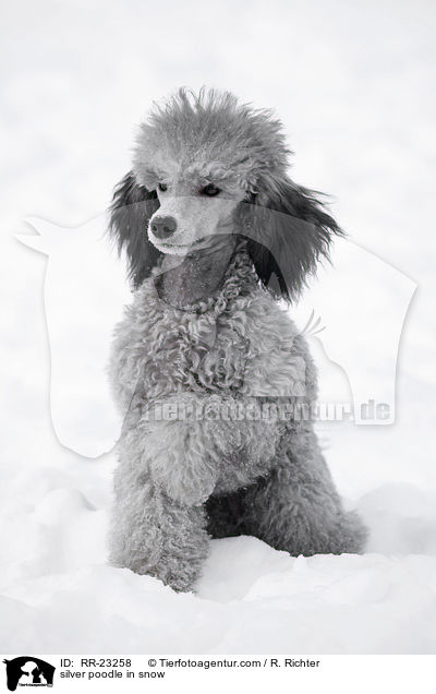 Silberpudel im Schnee / silver poodle in snow / RR-23258