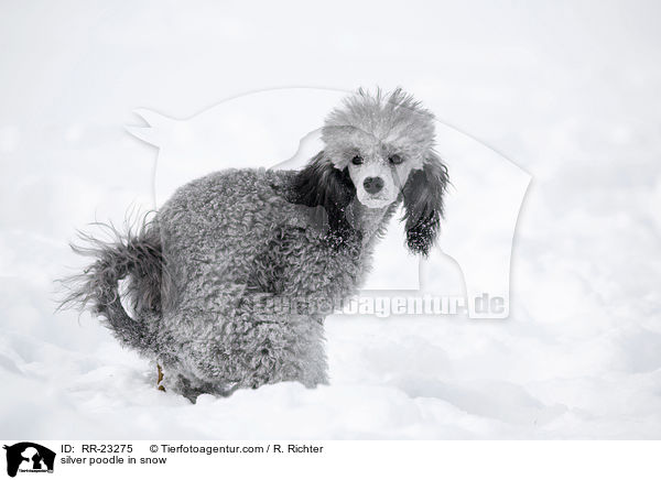 Silberpudel im Schnee / silver poodle in snow / RR-23275