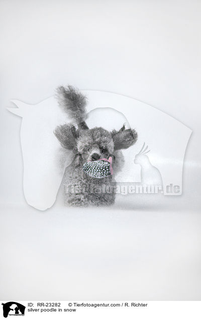 silver poodle in snow / RR-23282