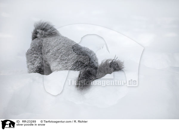 Silberpudel im Schnee / silver poodle in snow / RR-23289