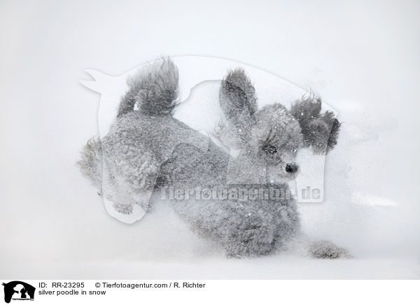 silver poodle in snow / RR-23295