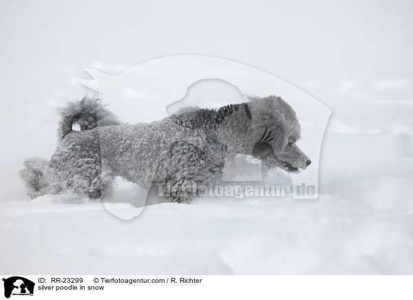 Silberpudel im Schnee / silver poodle in snow / RR-23299