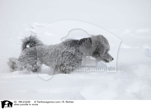 silver poodle in snow / RR-23299