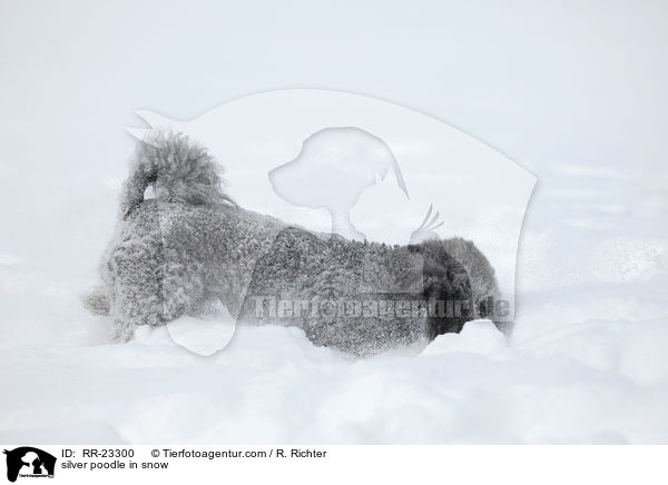 silver poodle in snow / RR-23300