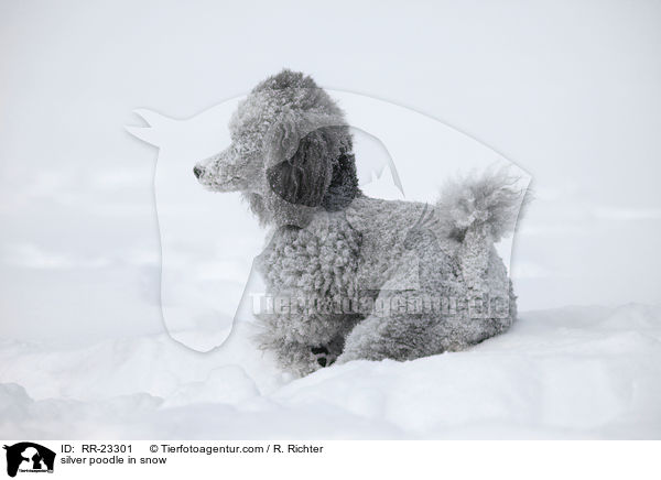 Silberpudel im Schnee / silver poodle in snow / RR-23301