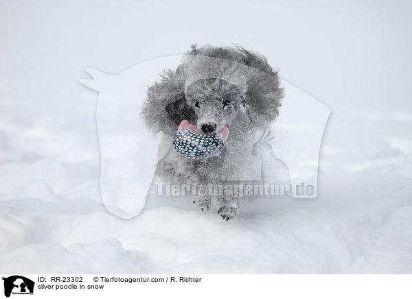 Silberpudel im Schnee / silver poodle in snow / RR-23302
