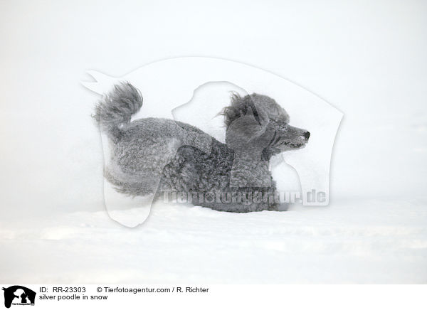 Silberpudel im Schnee / silver poodle in snow / RR-23303