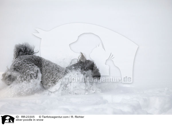 Silberpudel im Schnee / silver poodle in snow / RR-23305