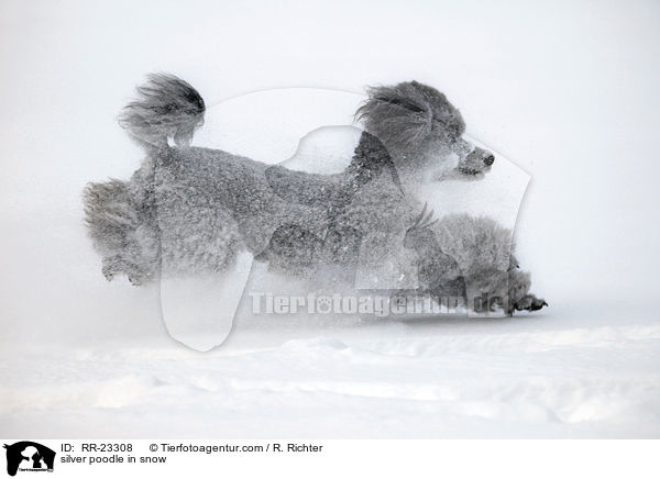 Silberpudel im Schnee / silver poodle in snow / RR-23308