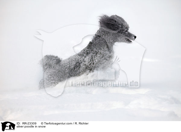 Silberpudel im Schnee / silver poodle in snow / RR-23309