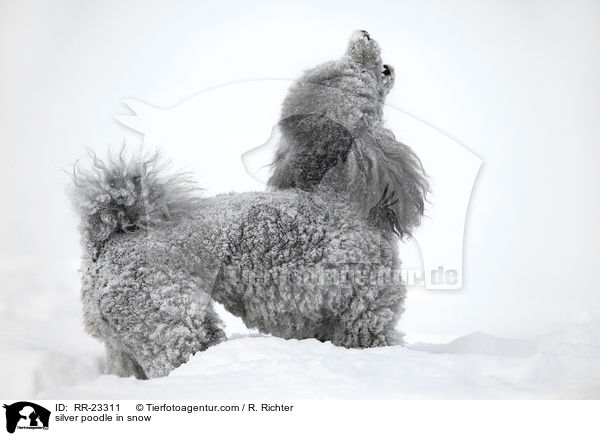 Silberpudel im Schnee / silver poodle in snow / RR-23311
