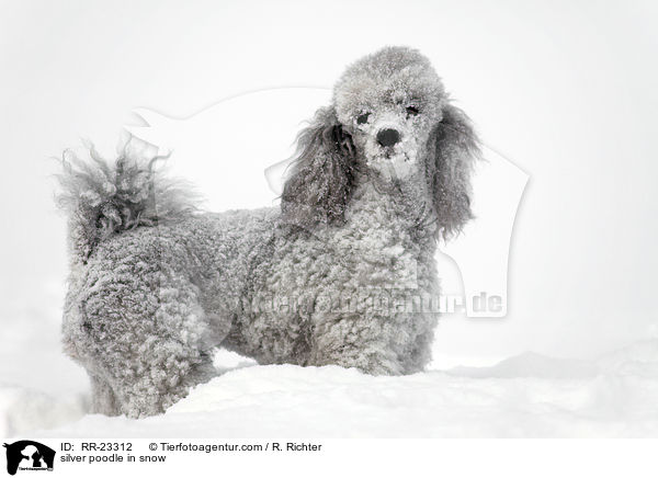 Silberpudel im Schnee / silver poodle in snow / RR-23312