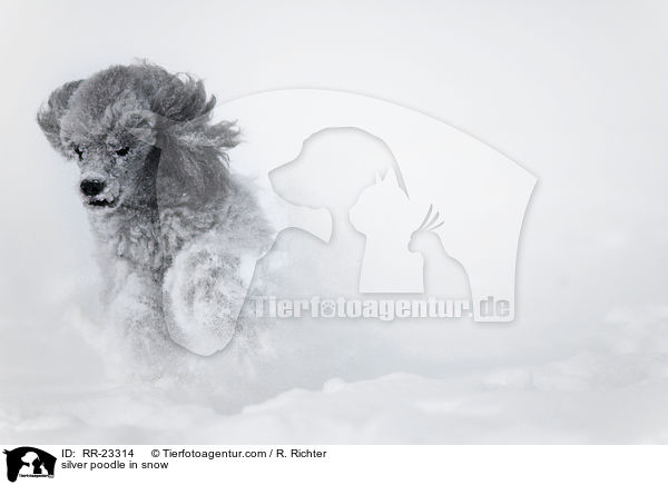 Silberpudel im Schnee / silver poodle in snow / RR-23314